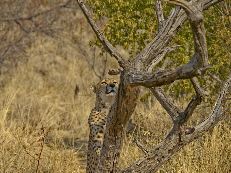 Amani Lodge, Cheetah